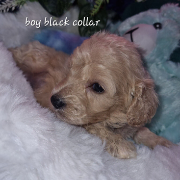 Cavapoochon