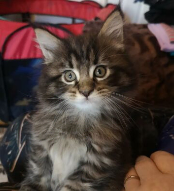 ELITE MAINE COON KITTENS SEEKING THEIR FOREVER HOMES