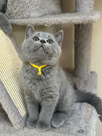 GCCF Reg British Shorthair kittens