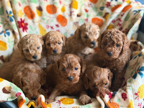 F2B home reared Cavapoo puppies
