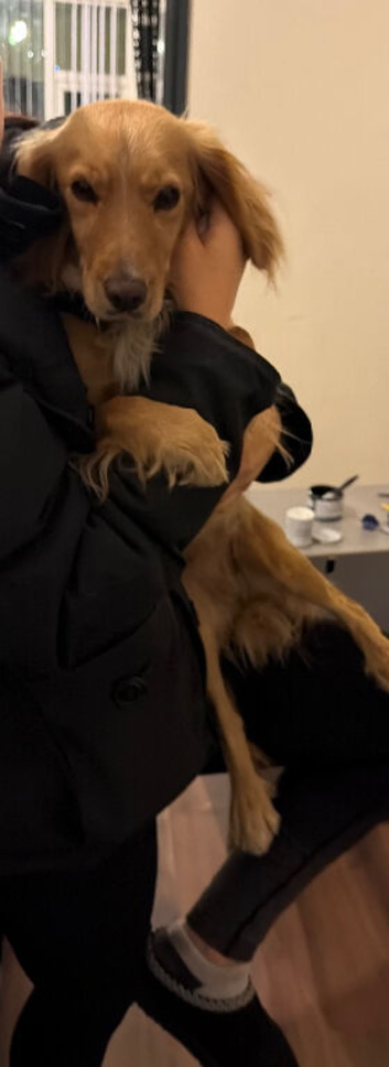 Cocker spaniel