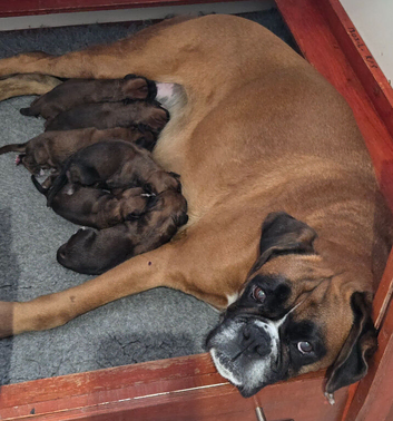 Beautiful boxer babies ready soon
