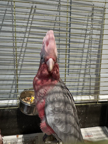 Galah cockatoo READY NOW