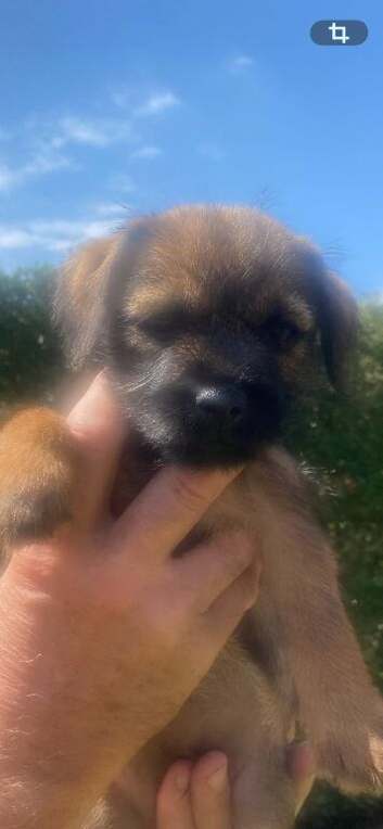 Border Terrier pups