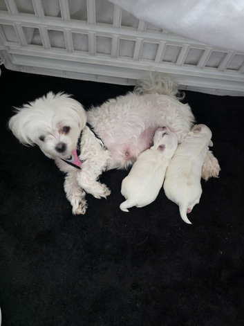 Pure Maltese for sale