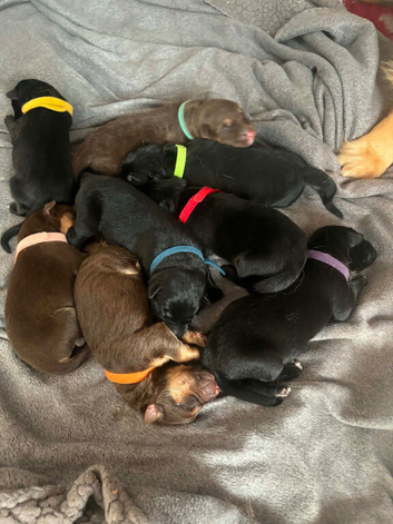 German Shepard puppies