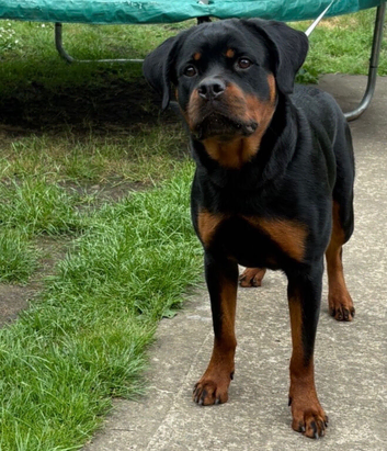 Female Rottweiler