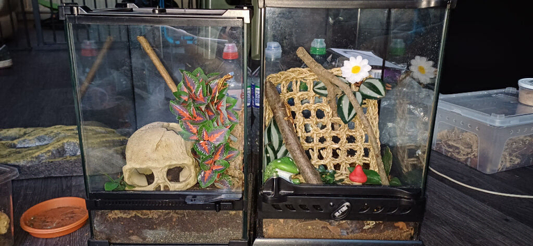 Baby Crested Gecko Starter Kit Set Up