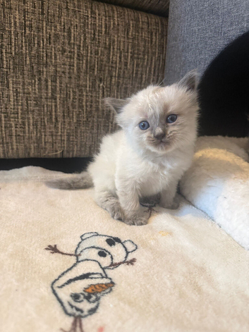 Last 2 male Ragdoll Kitten ready in 3 weeks!