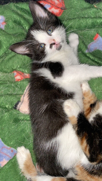 Last kitten