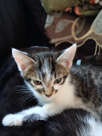 Kittens for sale