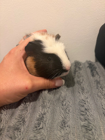 Female 3 month old tame guinea pig