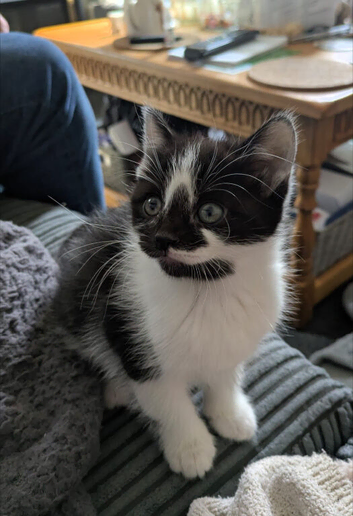 Black & white beautiful female kitten 9 weeks old