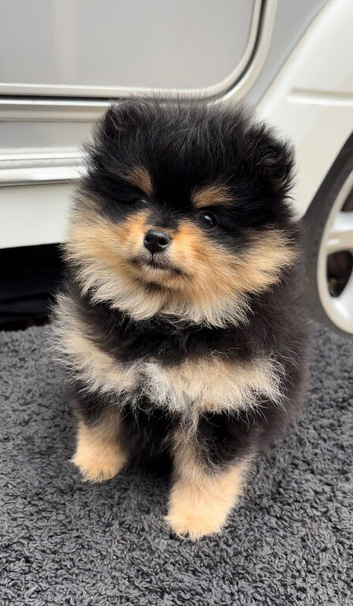 1 Pomeranian girl pup READY NOW!
