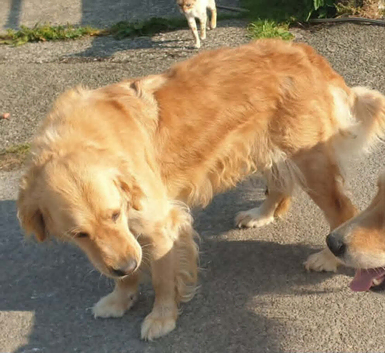 Gorgeous 6 year old female