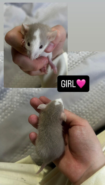 Baby Dumbo Rats