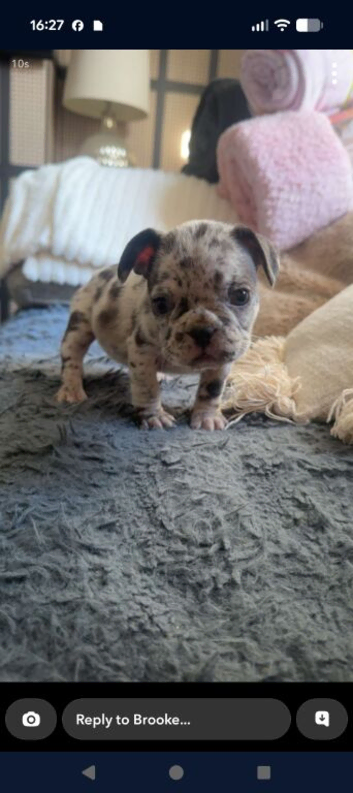 French bulldog puppies
