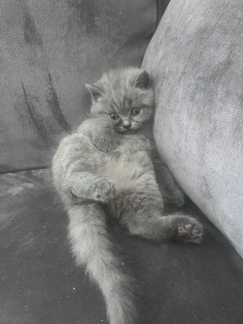 BSH blue