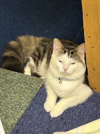 Cat for sale