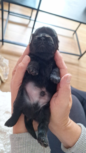 Shih tzu pup
