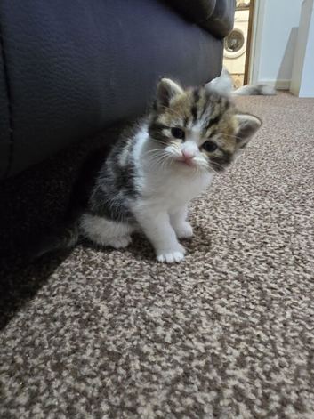 Cute male kitten
