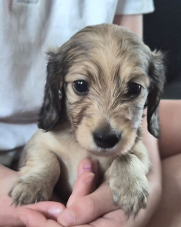Long haired miniature daschund pups