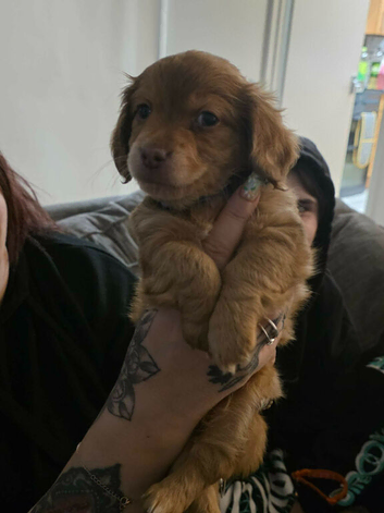 13 week old chiweenie