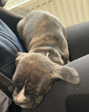 Puppies looking for there forever loving homes