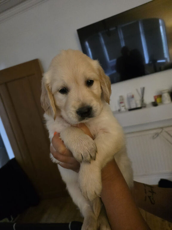 Golden retriever pups  only 1 female   2  males available  absolutely stunning litter ready to leave 11th august