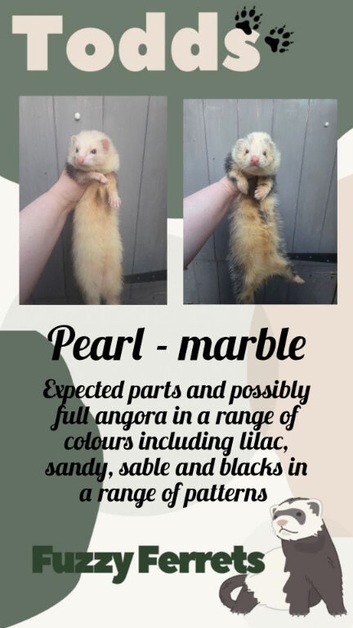 Waiting list now open for part, semi and full angora