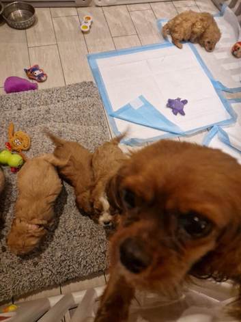 Beautiful F1 Red Cavapoo Puppies, Fully Health tested.