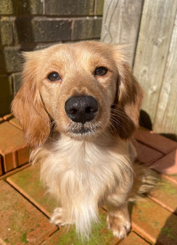 Longhaired Miniature Dachsunds - Waitlist now open