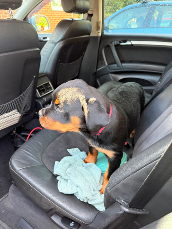 Rottweiler puppies