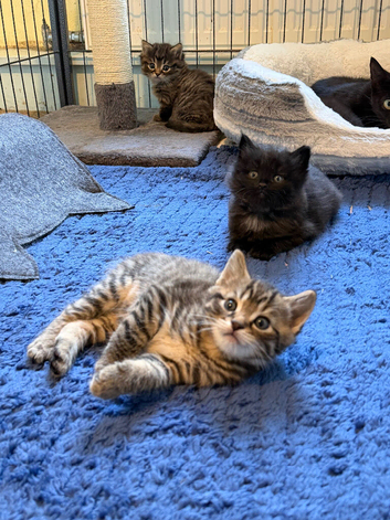 Gorgeous kittens ready to go!