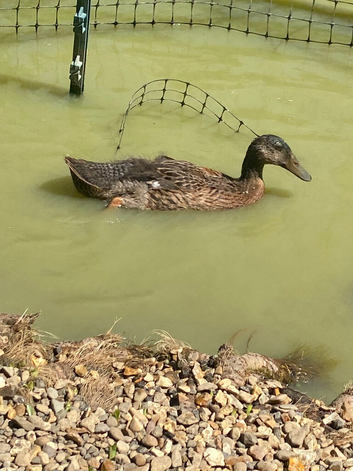 Indian runner ducks - 6 weeks old NN1
