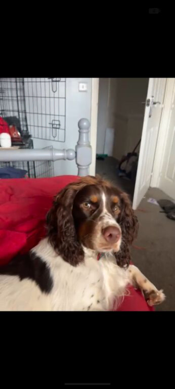 Beautiful tri colour 18mth old male for stud