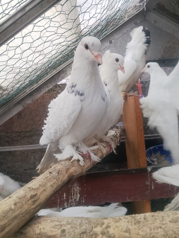 pigeon for sale