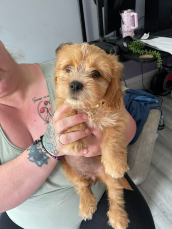 Gorgeous cock-a-tzu female pup