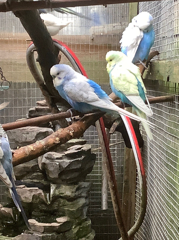Young budgies