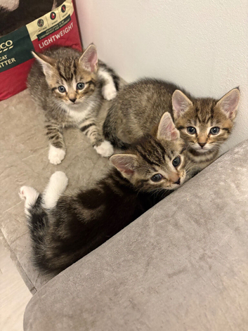 Ready for forever homes