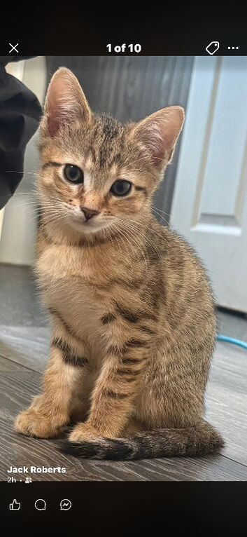 Bengal x maincoon