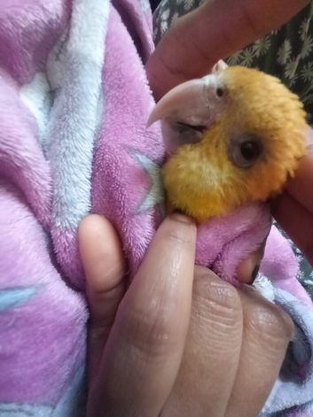 Super tamed caique