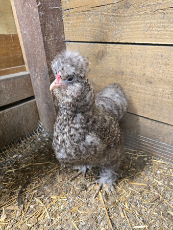 Chickens, ducks and geese