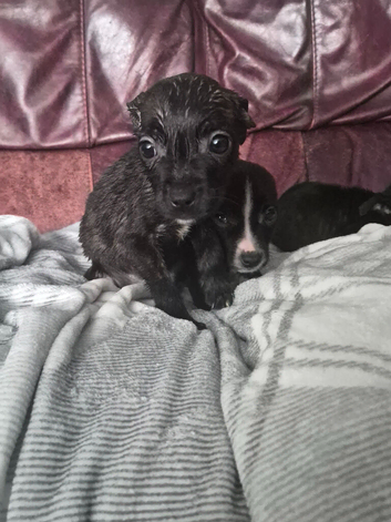 Staffy pups