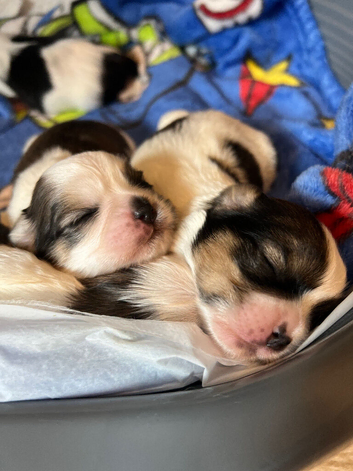 Shih tzu cross Lhasa apso