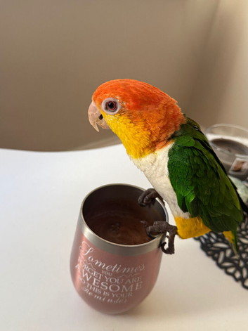 Beautiful Caique Parrot for Sale &ndash; Includes Cage
