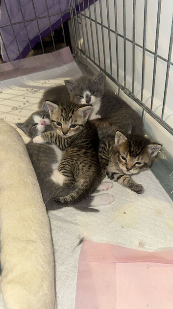 Kittens