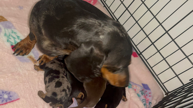 Miniature dachshund