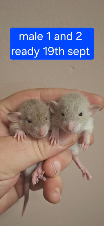Male baby Dumbo Rats ready 30th oct