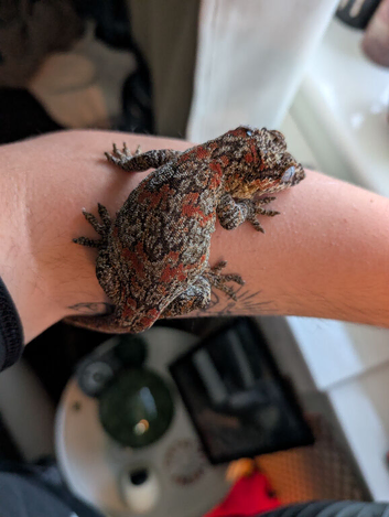 Pyro - Female Reticulated Gargoyle Gecko